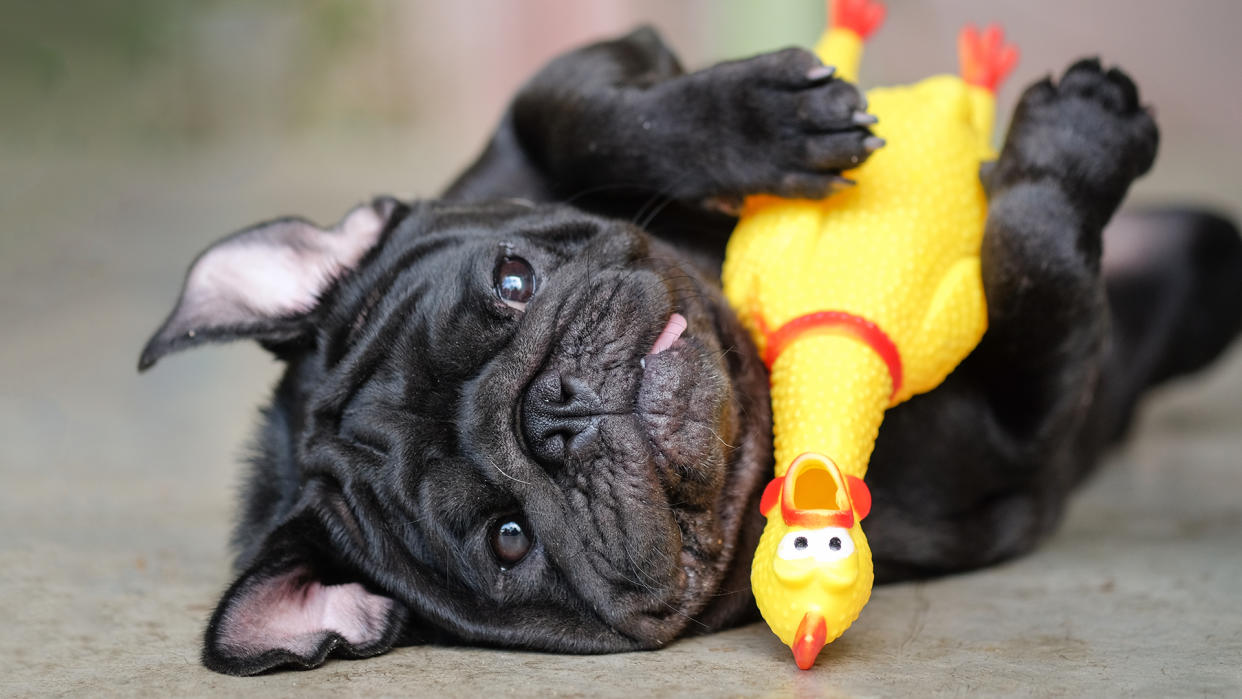 Funny pug dog lying on concrete road with yellow chicken toy.