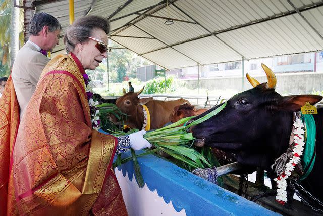 <p>Jonathan Brady/PA Images via Getty Images</p> Princess Anne and Vice Admiral Sir Timothy Laurence feed cattle at Vajira Pillayar Kovil Hindu temple in Colombo, Sri Lanka on Jan. 12.