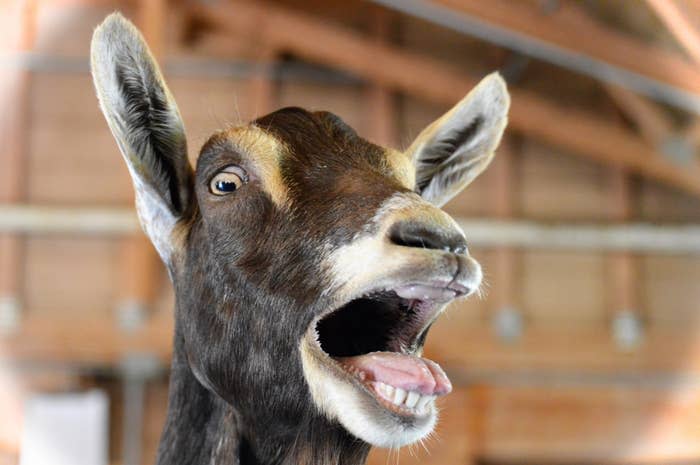 A goat with its mouth open, appearing to bleat, is shown indoors with a wooden barn-like background