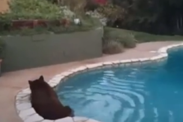 Bear takes a dip in California family swimming pool