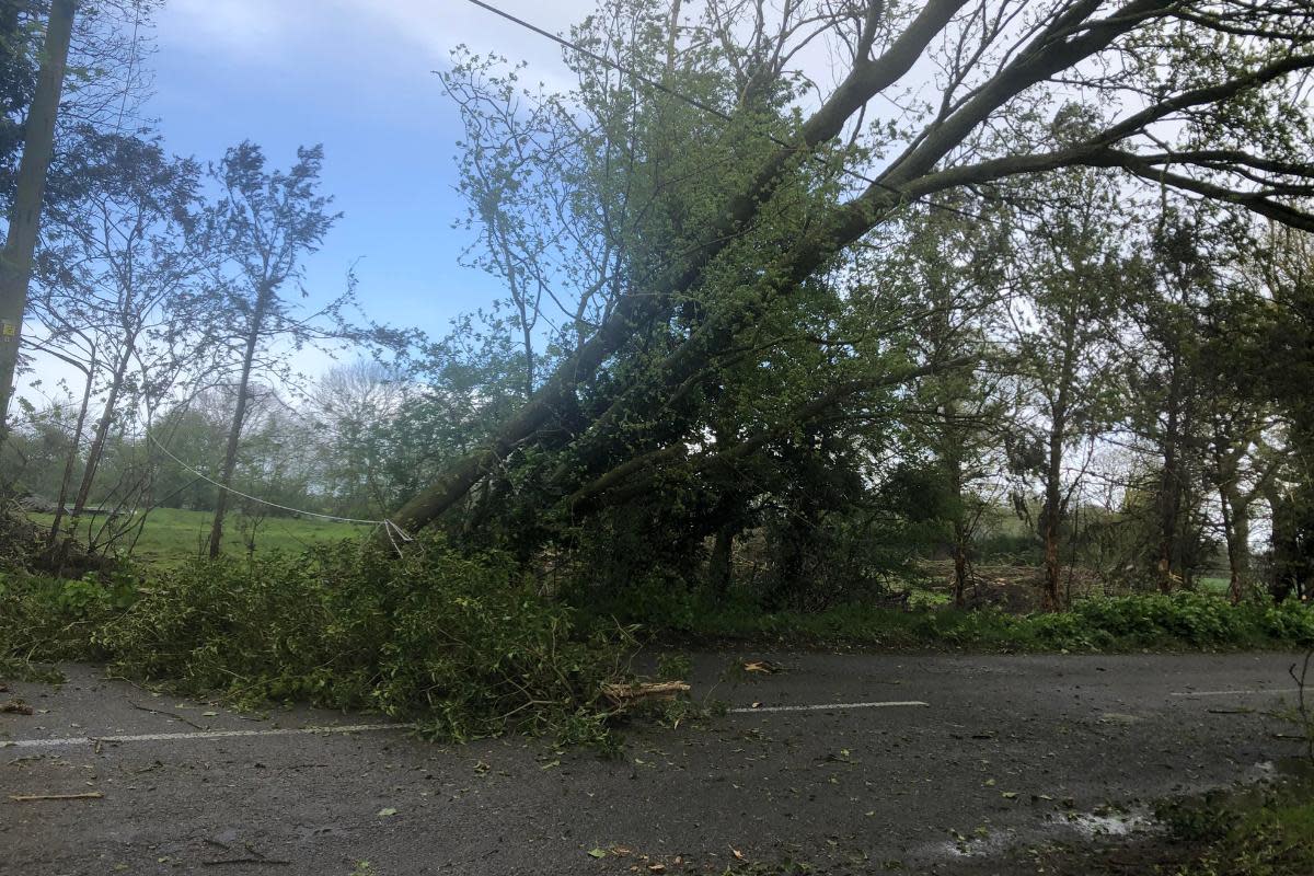 A fallen tree is blocking a road in east Suffolk <i>(Image: Supplied)</i>