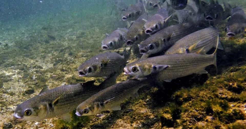 Mullet tend to school school and that is why they are best caught with a cast net and rarely by hook and line.