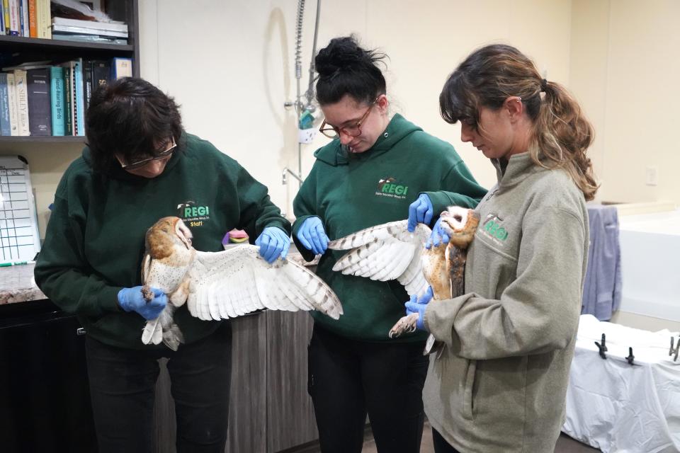 Marge Gibson, Katie Helland and Audrey Gossett (left to right) hold juvenile barn owls Sept. 26 at Raptor Education Group, Inc. in Antigo. The birds were rehabilitated at the facility and have been transferred to an aviary in western Wisconsin where they are being acclimated prior to a planned release to the wild.