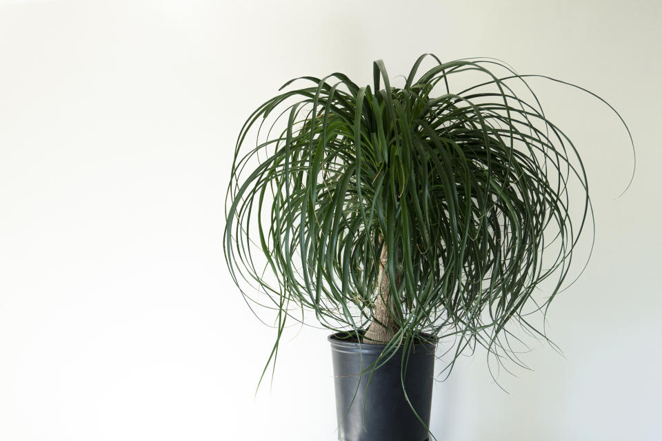Studio shot of an indoor ponytail palm on a stand against white wall background for text