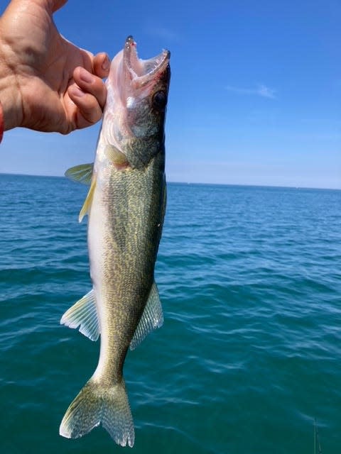 A walleye against the backdrop of blue Lake Erie waters.