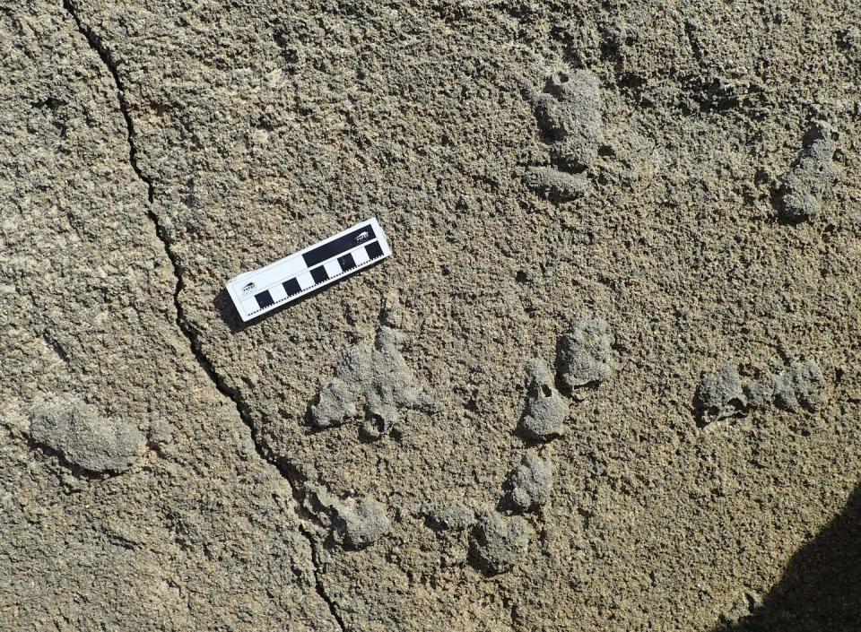 Cylindrical, slightly hollow coprolites of a small carnivore that formed part of a latrine. Charles Helm