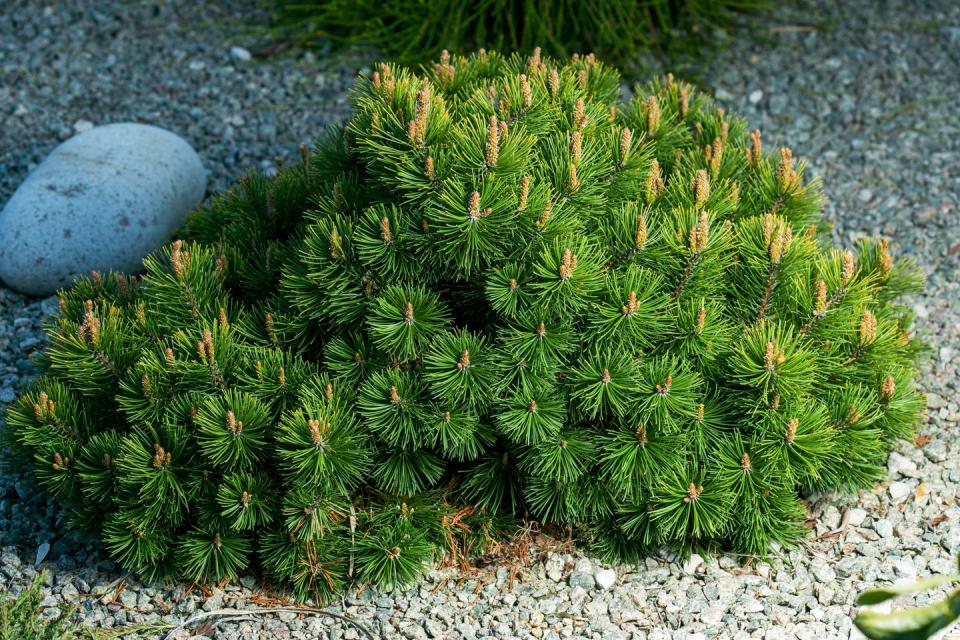 drought tolerant shrubs mugo pine