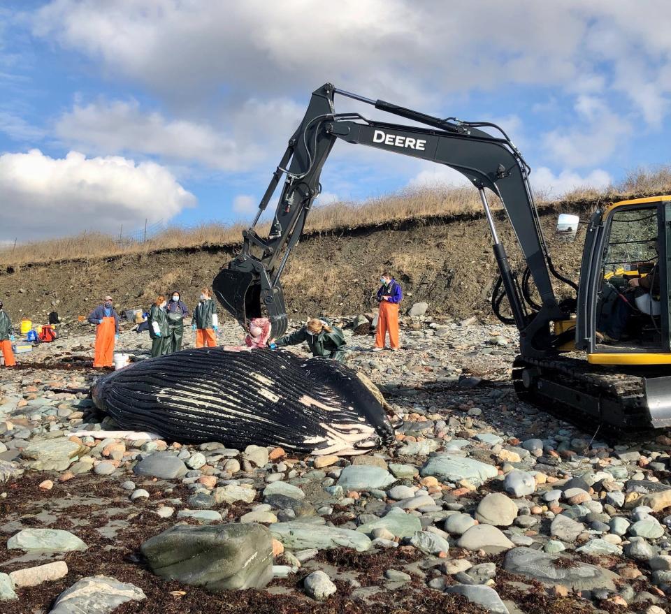 Scientists determined on Thursday that the whale was actually a female, not a male.