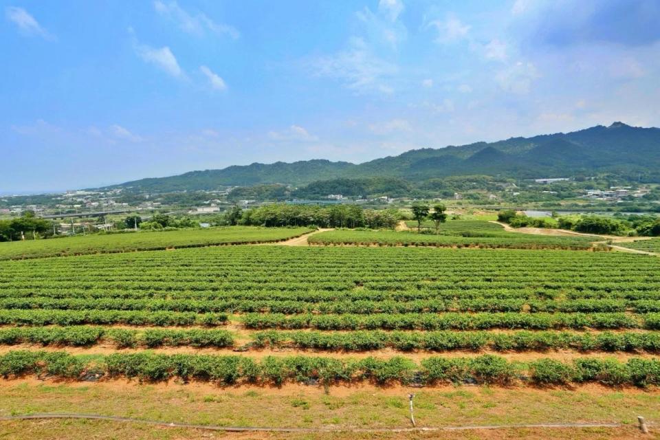 台灣農林銅鑼茶廠