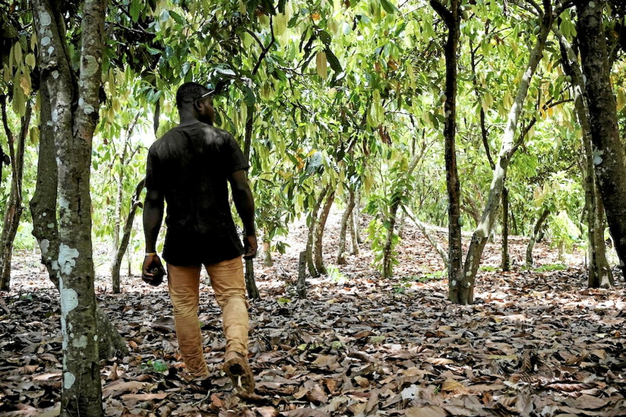 Plantation de cacao. Région du Bélier, Côte d’Ivoire. 2024.  - Credit:Hadrien Degiorgi                                                                                                                                                                                                                        