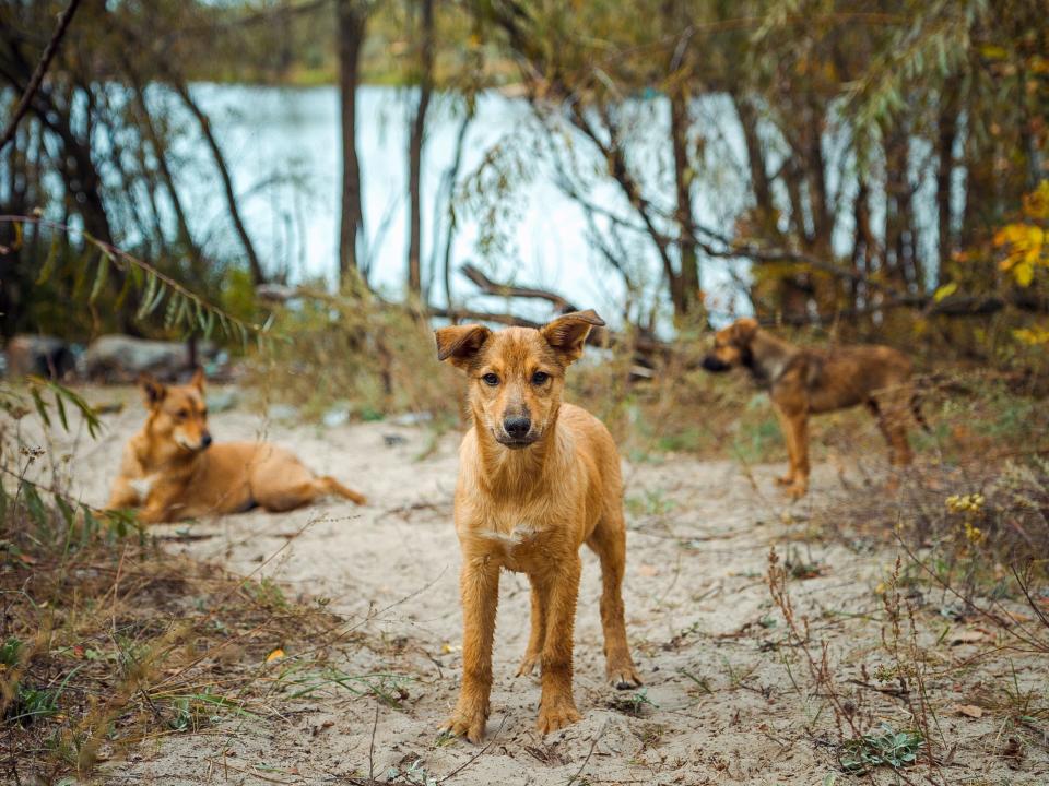 Stray dogs Chernobyl