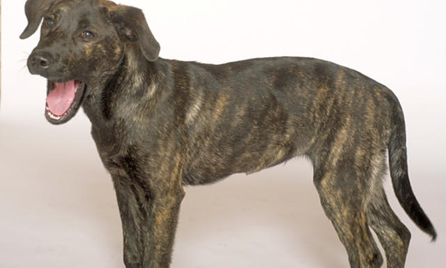 are retriever labrador mix brindle dogs