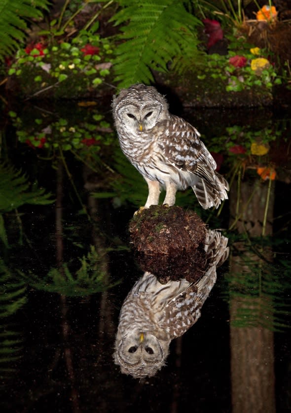 Stunning picture of owl checking out his reflection