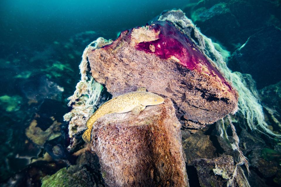 This photo provided by the NOAA Thunder Bay National Marine Sanctuary shows a burbot fish resting on rocks covered in purple and white microbial mats inside the Middle Island Sinkhole in Lake Huron, Mich. Feel like days are just getting longer? They are and it’s a good thing because we wouldn't have much to breathe if they weren’t, according to a new explanation for how Earth’s oxygen rich atmosphere may have developed because of Earth’s rotation slowing. Scientists provided evidence for this new hypothesis by lab testing gooey smelly purple bacteria from a deep sinkhole in Lake Huron. (Phil Hartmeyer/NOAA Thunder Bay National Marine Sanctuary via AP)