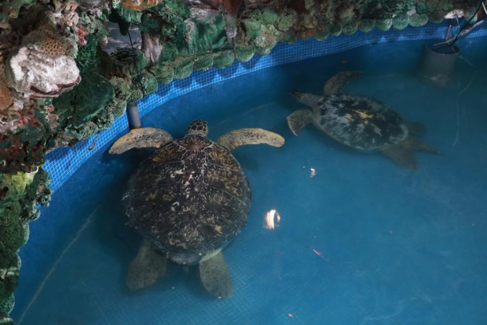 大義宮海龜館的海龜不會怕人，民眾可近距離觀賞。