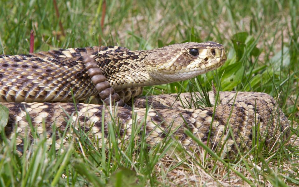 An Eastern diamondback rattlesnake poised to strike while it rattles a warning.