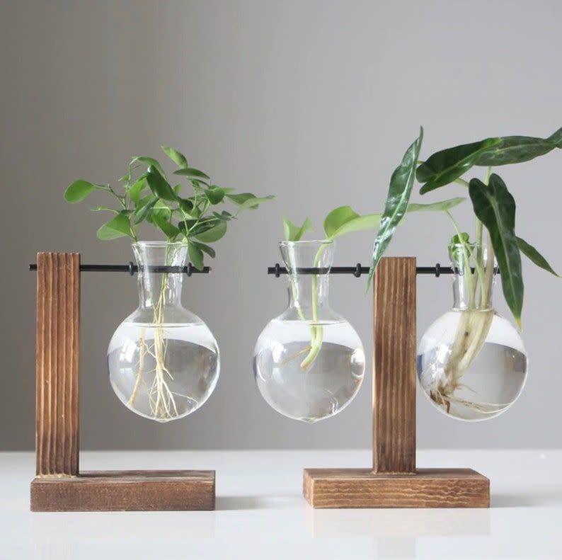 Glass Propagation Vases