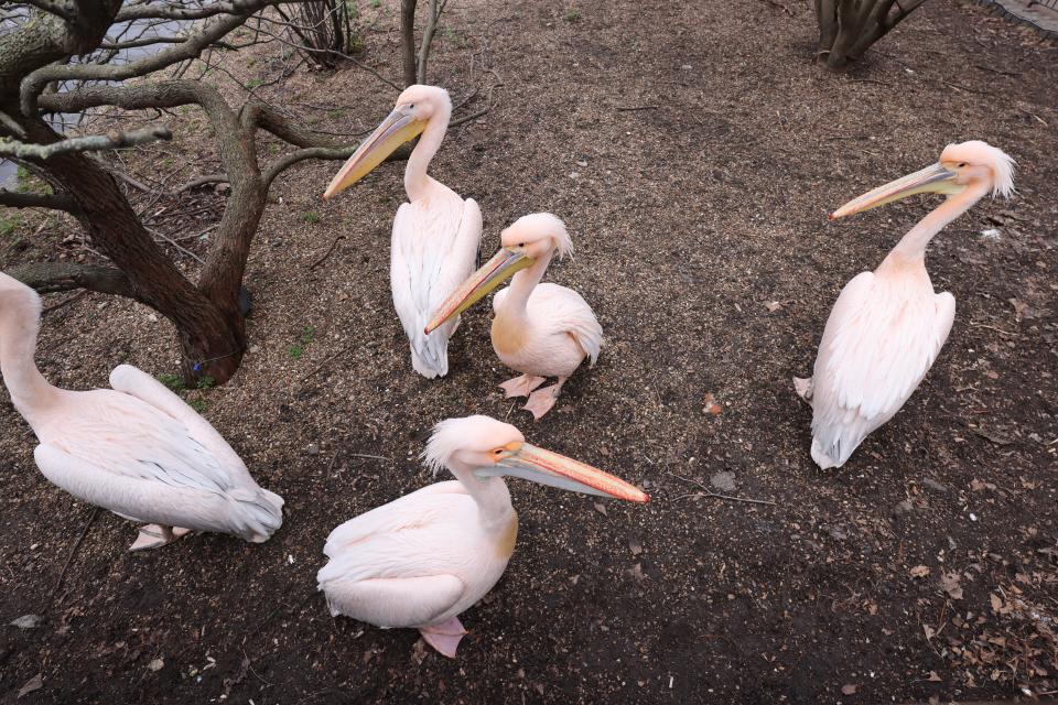 Pelicans next to a pond
