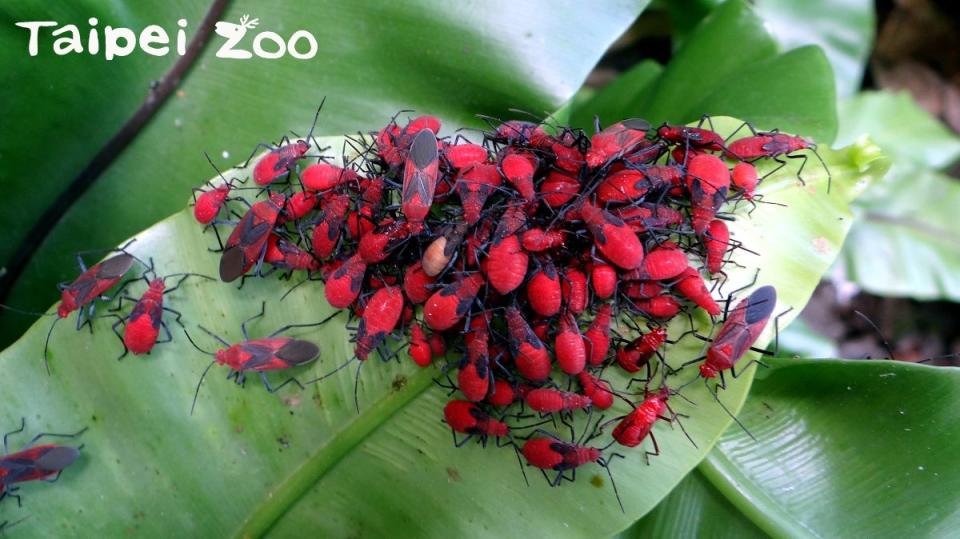 紅姬緣椿象也會被誤認成紅火蟻。（圖／取自台北市立動物園）
