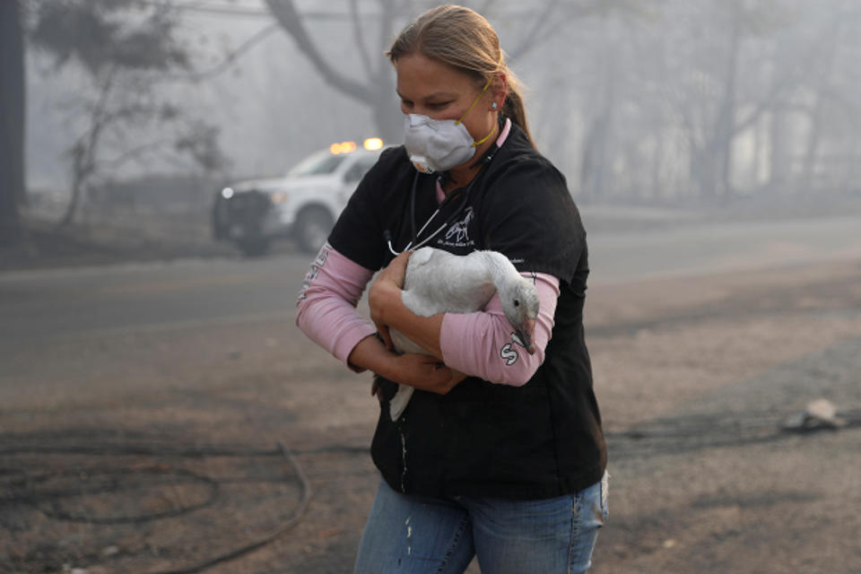 Animales sobrevivientes de los incendios de California