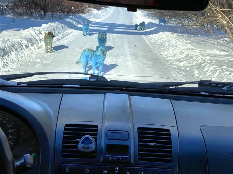 俄羅斯雪地上出現藍色的流浪狗。（圖／翻攝自@russopolit Twitter）