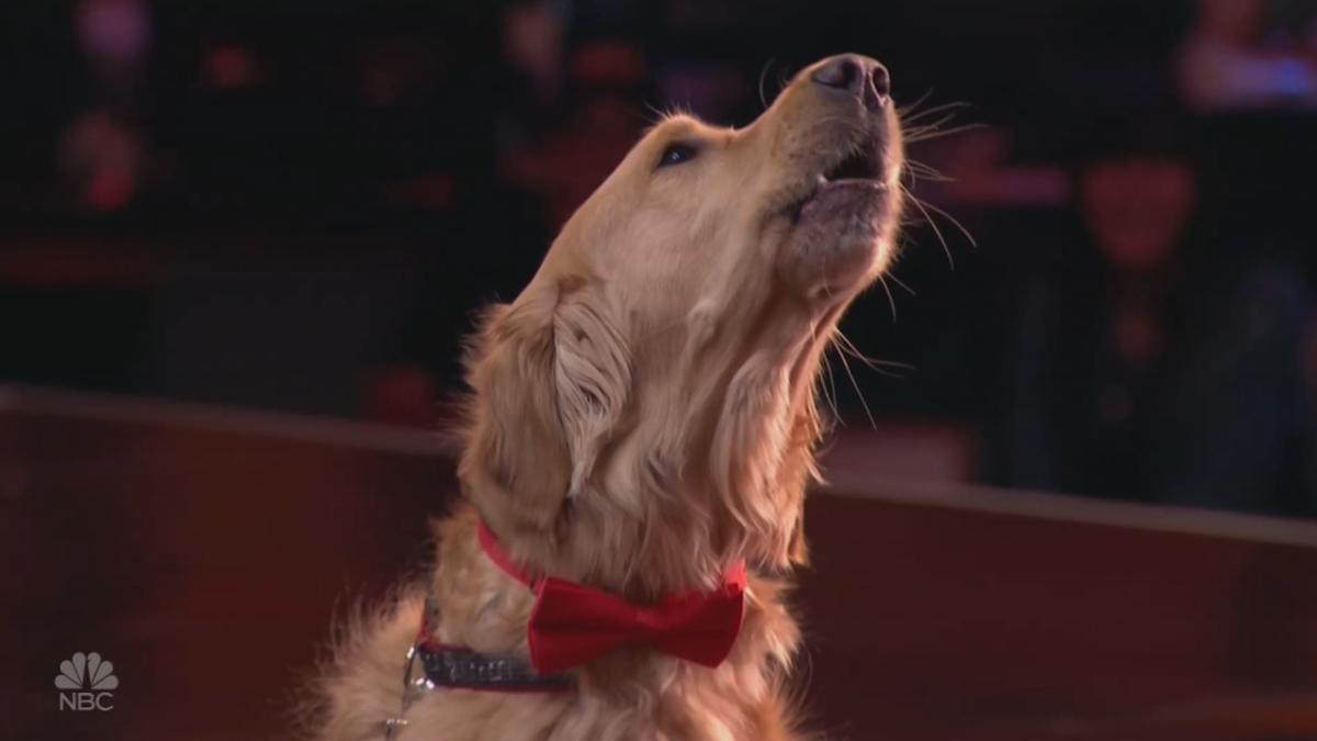 golden retriever singing America's Got Talent