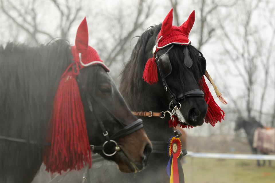 Horses are seen before annual horse race organized by Orthodox believers on Epiphany Day in Pietrosani