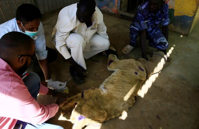 Workers assist a wildlife veterinarian as he takes samples from a malnourished lion inside its cage at the Al-Qureshi Park in Khartoum