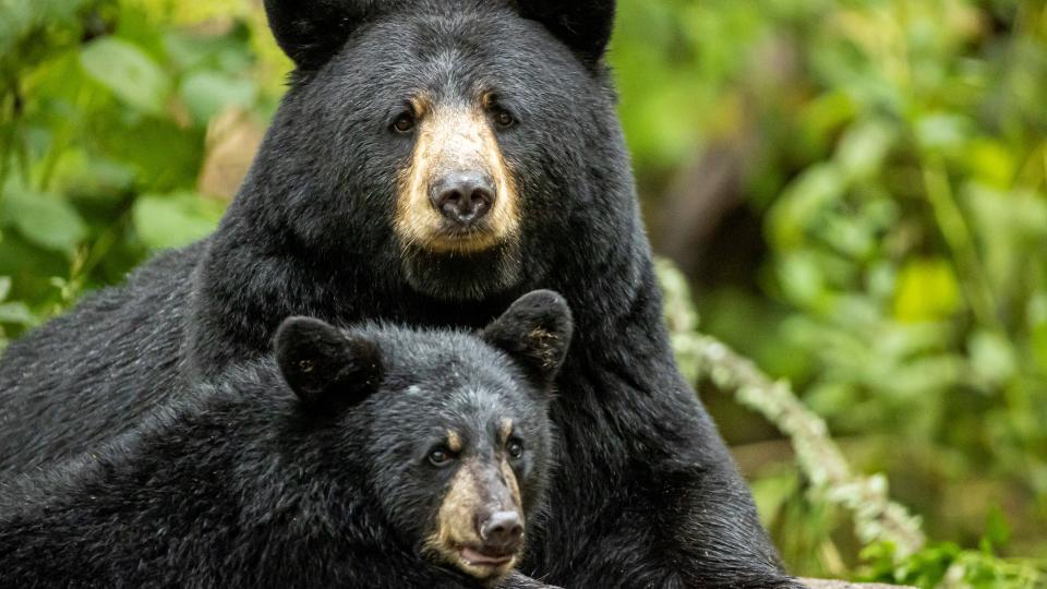 Female black bear with cub, USA