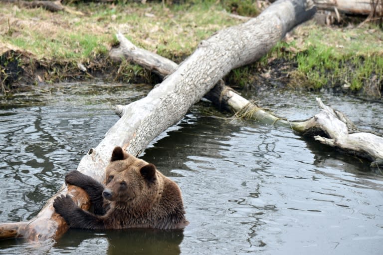 A law banning the training of hunting dogs on bears was only adopted in Ukraine in 2015, and it noticeably simplified the work of animal rights activists across the country