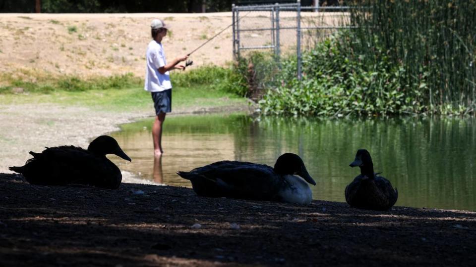 Desmond Pierce, 15, of Templeton, fishes in Atascadero Lake while standing in the cool water. The ducks preferred the shade, as the temperature was 106 degrees in the lake's parking lot on July 5, 2024.