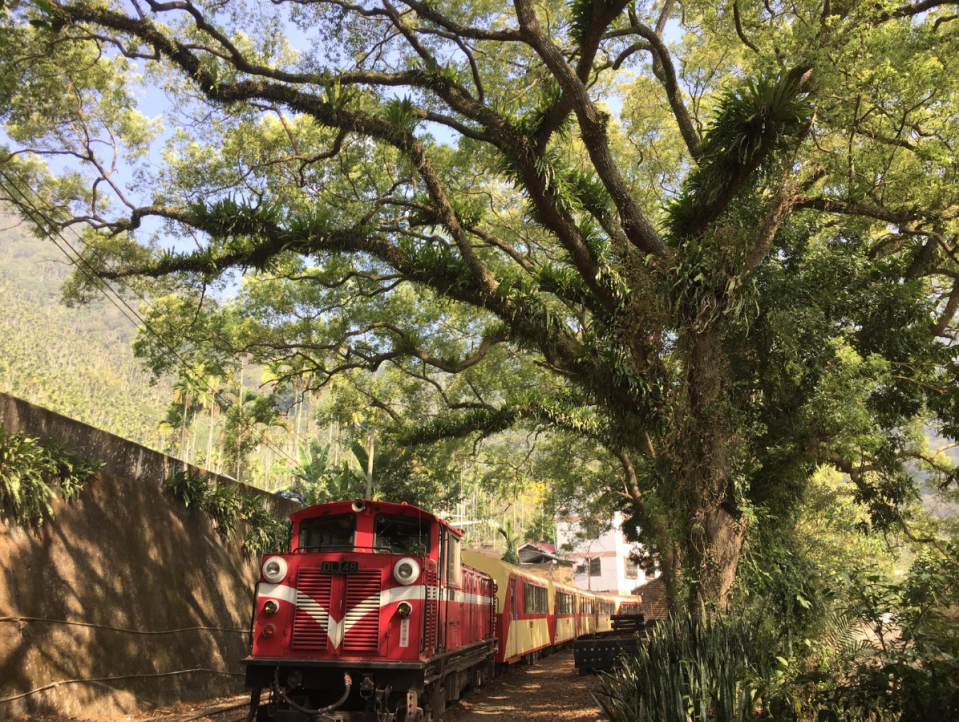 <span>阿里山森林火車是日治時期至今唯一仍在營運的林業鐵路系統。（以下圖片由</span><a href="https://www.facebook.com/ChiayiBookisLife/" rel="nofollow noopener" target="_blank" data-ylk="slk:書式生活;elm:context_link;itc:0;sec:content-canvas" class="link "><span>書式生活</span></a><span>提供）</span>