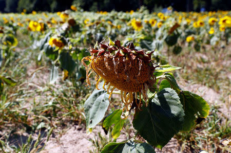 Dried out sunflowers are seen on a field near Breydin, Germany, July 30, 2018. REUTERS/Fabrizio Bensch