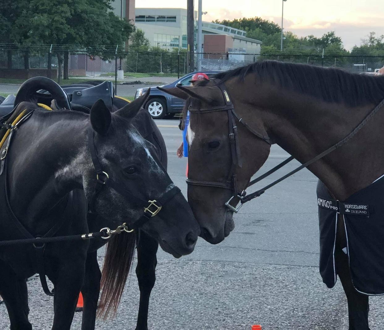 Wayne County Sheriff's Office horses Doc ,left, and Denver, right, returned to duty for Sgt. Lee Eric Smith's viewing at Swanson Funeral Home in Detroit in August 2018. Sgt. Smith had cared for and ridden both horses during his duty with the mounted division of the sheriff's office. Both horses, now deceased, will be interred at the Michigan War Dog Memorial in Lyon Township.