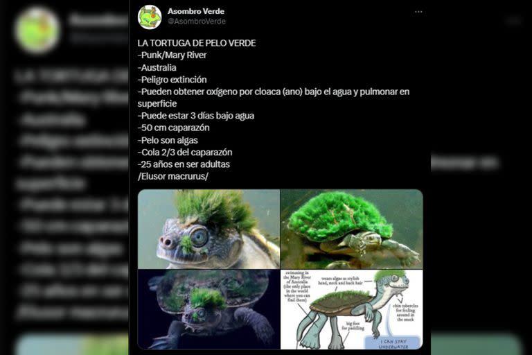 La tortuga Mary River es muy llamativa (Captura Twitter)