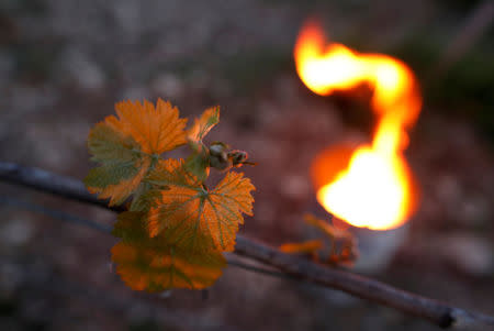 FILE PHOTO: Heaters are lit early in the morning to protect vineyards from frost damage outside Chablis, France April 28, 2017. REUTERS/Christian Hartmann/File Photo