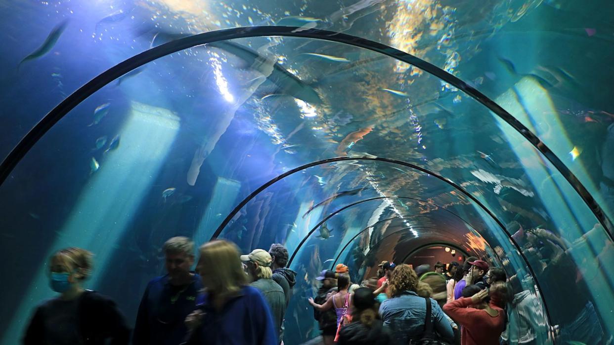 visitors in walk through fish display tank at the oregon coast aquarium