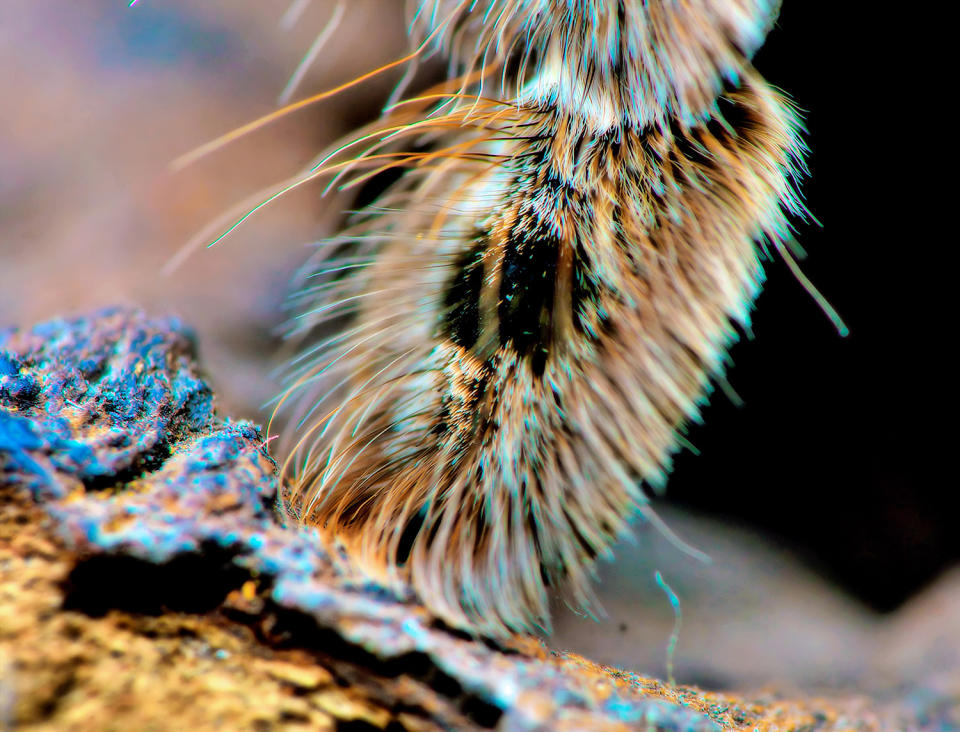 Spider photographer has a fetish for feet … all eight of them