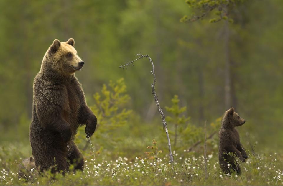 An adult and baby brown bear stand alert in Finland (Danny Green/Rex Features)