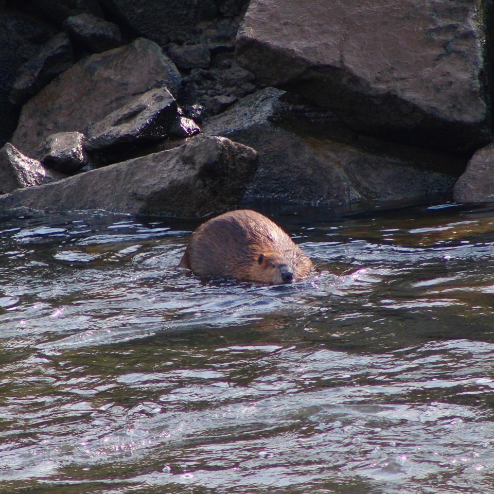 Beaver are among the diverse species of wildlife that can be spotted in Burlington County parks.