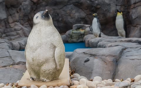 A delivery of six Humboldt penguins, native to South America, were expected in July but the zoo was unable to get any due to an outbreak of avian malaria - Credit: Adam Hughes/SWNS.com