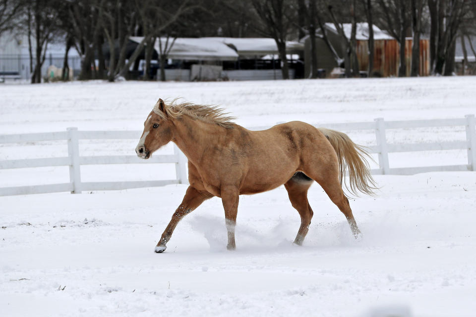 A horse runs through the snow at the Hampton University Equestrian Center Saturday, Jan. 22, 2022 in Hampton, Va. A layer of ice and a blanket of snow has covered coastal areas stretching from South Carolina to Virginia. The winter weather system that entered the region on Friday brought colder temperatures and precipitation not often seen in the region. (Jonathon Gruenke/The Virginian-Pilot via AP)