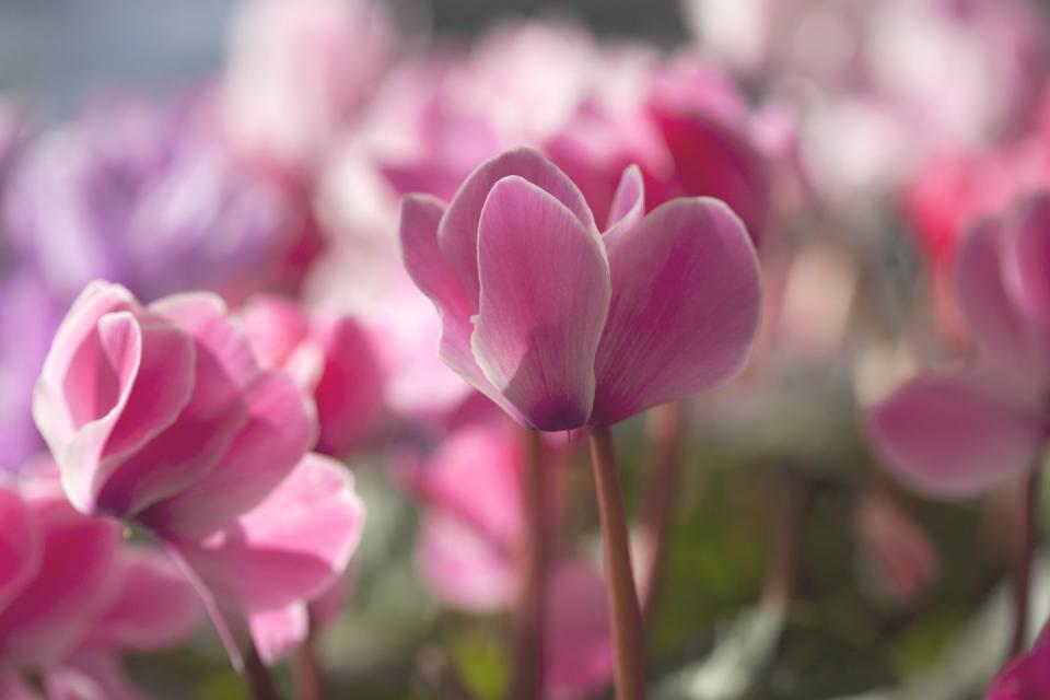 2) Cyclamen