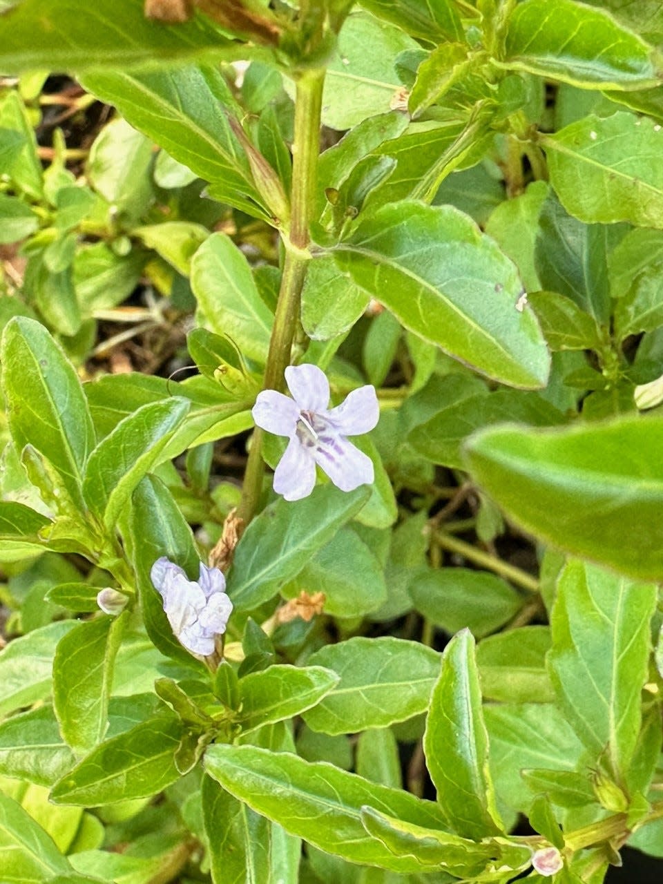 Border of swamp twinflower with closeup of lavender-blue flowers.
