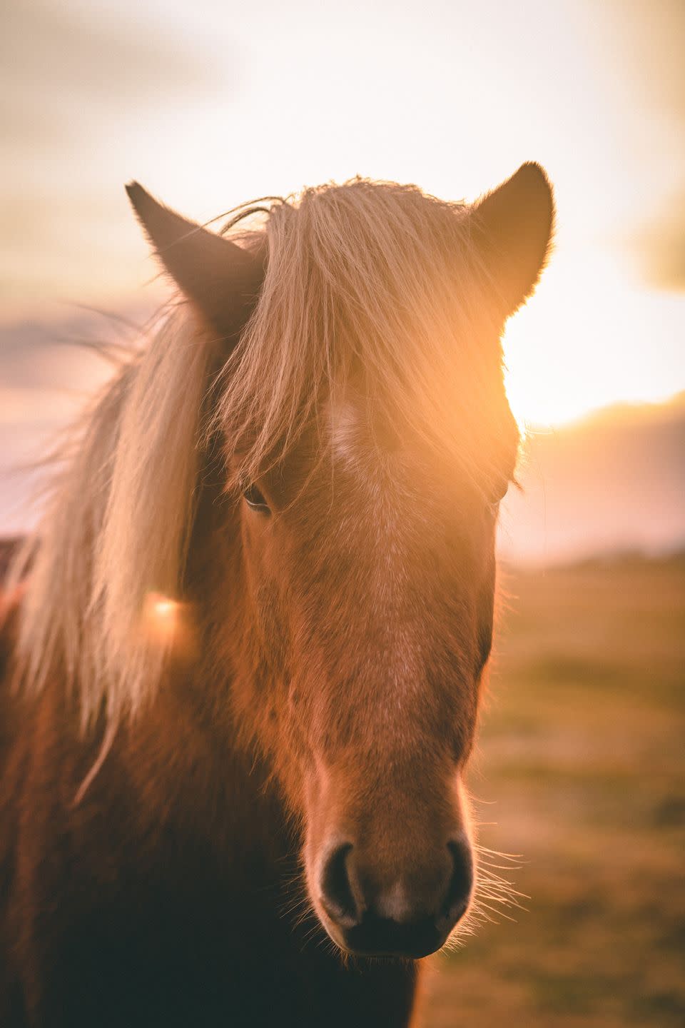 icelandic horse