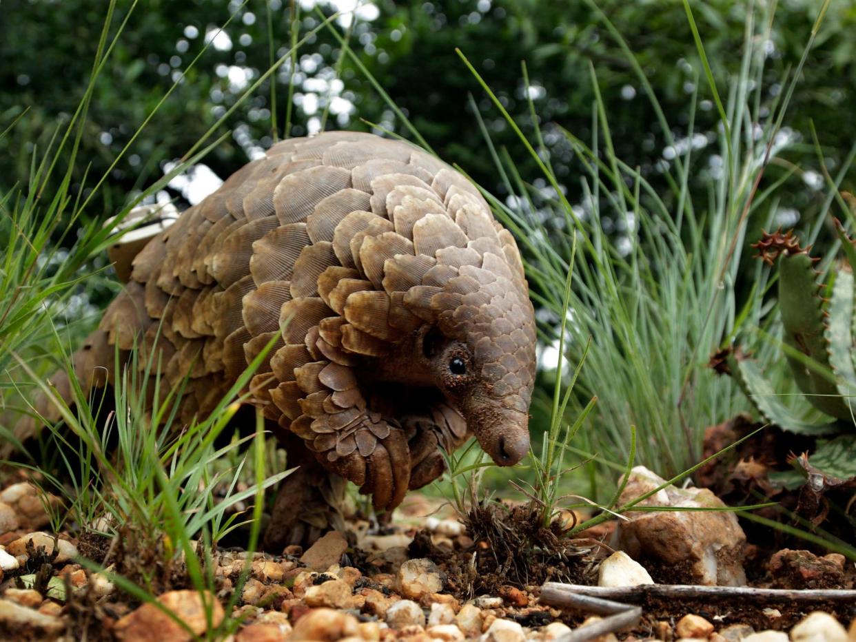 An African pangolin.The species is the world's most highly-trafficked animal (AP Photo/Themba Hadebe): AP