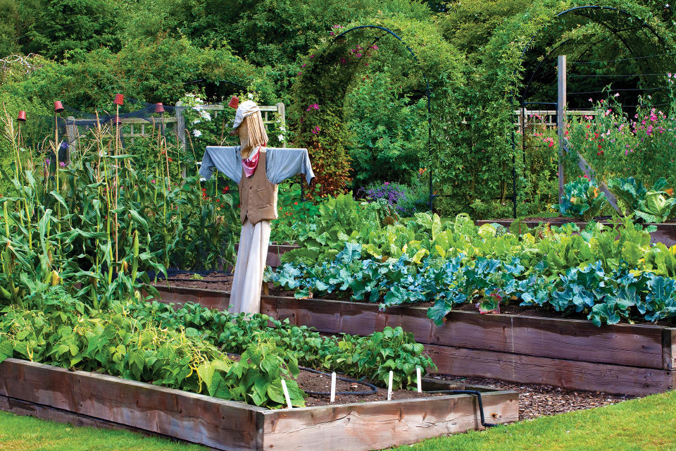 Building raised beds opens up a host of vegetable garden ideas