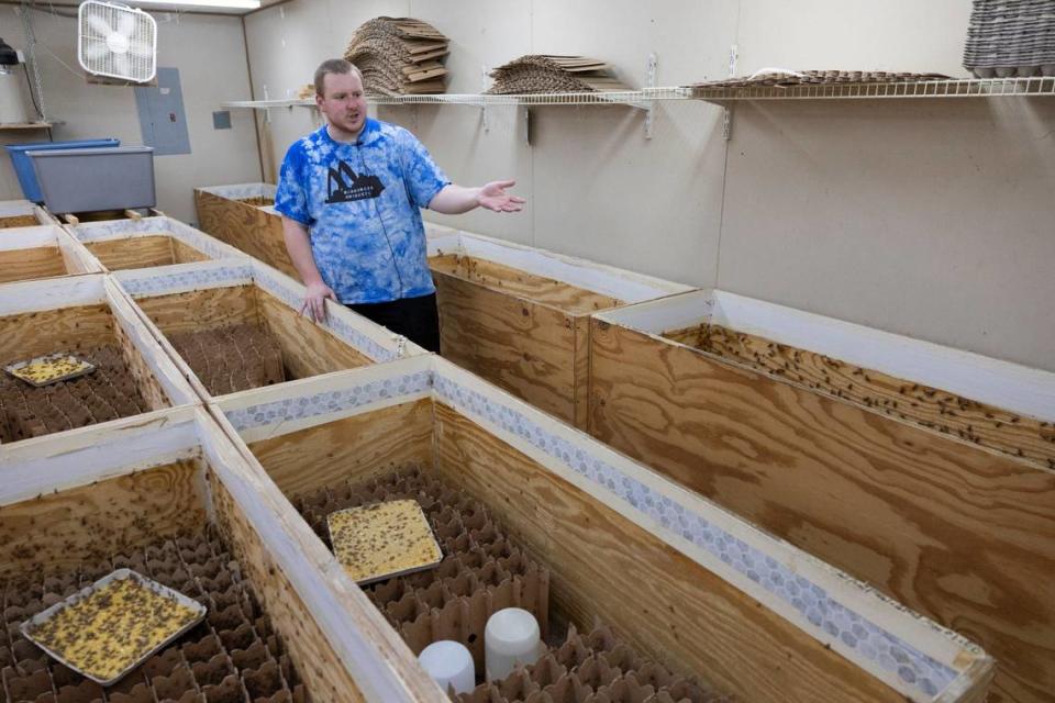 Bluegrass Crickets owner TJ Rayhill is expanding his business from raising crickets as pet feeders and venturing into a line of crickets for human consumption.