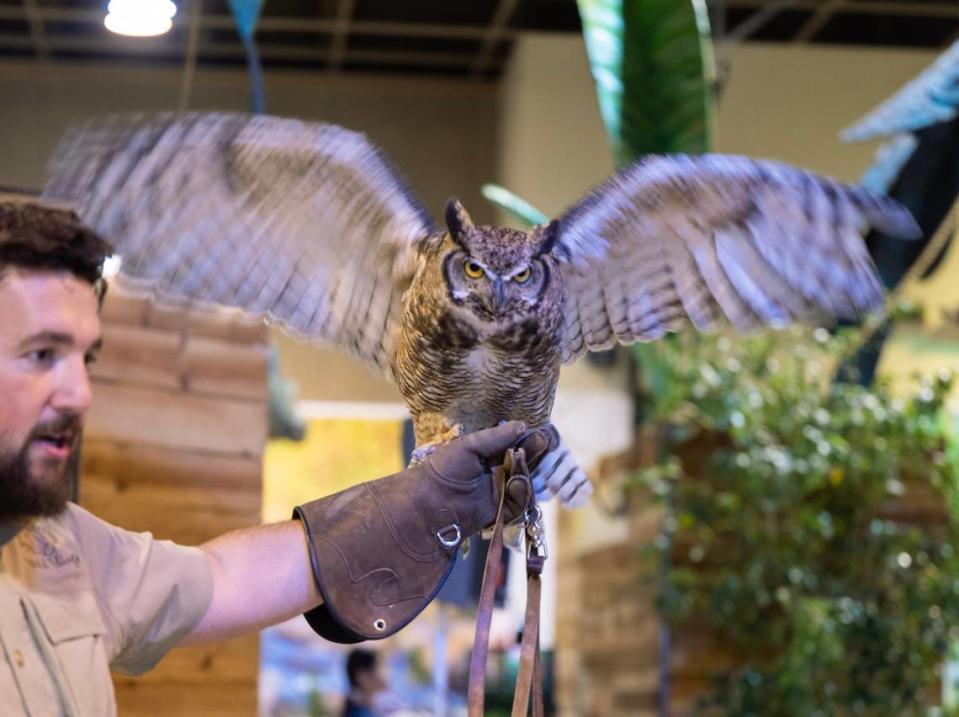 A great horned owl named Nova spreads her wings at the Conservation Ambassadors’ “Wild Things” exhibit at the State Fair on Wednesday.
