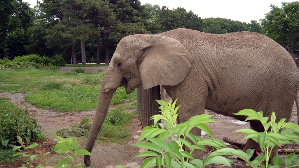 A long-trunked elephant in the wild against a backdrop of grass and trees.